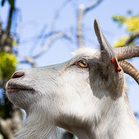 Buy canvas prints of Goat by Claire Colston