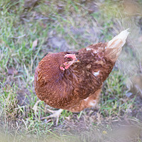 Buy canvas prints of Chicken by Claire Colston