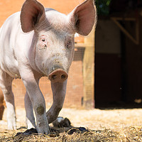 Buy canvas prints of Pig by Claire Colston
