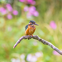 Buy canvas prints of Kingfisher by Claire Colston