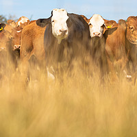 Buy canvas prints of Cows by Claire Colston