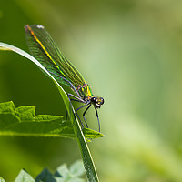 Buy canvas prints of Dragonfly by Claire Colston