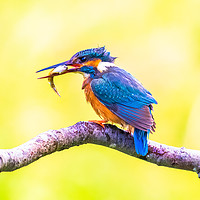 Buy canvas prints of Kingfisher Male by Claire Colston