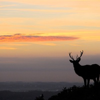 Buy canvas prints of silhouette of a stag by Helen Cooke