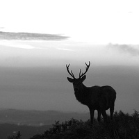 Buy canvas prints of Stag in black and white by Helen Cooke