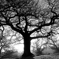 Buy canvas prints of Spooky tree by Helen Cooke