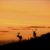 Buy canvas prints of stags at sunset by Helen Cooke