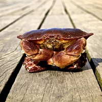 Buy canvas prints of Colin the crab by Helen Cooke