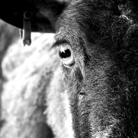 Buy canvas prints of The eye of a ewe by Helen Cooke