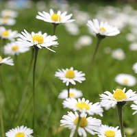 Buy canvas prints of Summer daisies by Helen Cooke