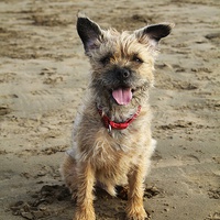 Buy canvas prints of  Border terrier on the beach by Helen Cooke