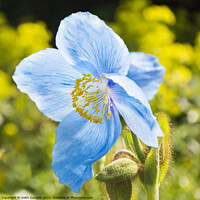 Buy canvas prints of Himalayan Blue Poppy - Meconopsis Grandis by Keith Douglas