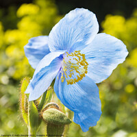 Buy canvas prints of Himalayan Blue Poppy - Meconopsis Grandis by Keith Douglas
