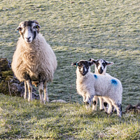 Buy canvas prints of Serene Family of Sheep by Keith Douglas