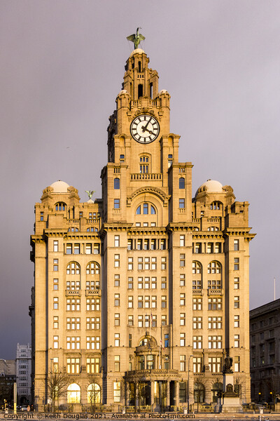 The Liver Building, Liverpool Picture Board by Keith Douglas
