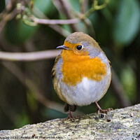 Buy canvas prints of Robin by Keith Douglas