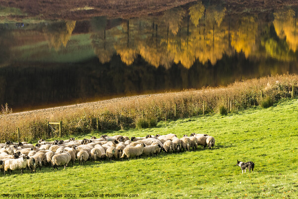 Rounding up the sheep Picture Board by Keith Douglas