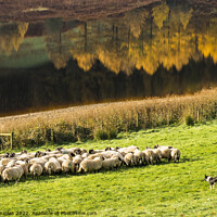 Buy canvas prints of Rounding up the sheep by Keith Douglas