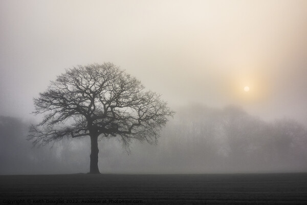 Tree silhouette in the fog Picture Board by Keith Douglas
