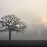 Buy canvas prints of Tree silhouette in the fog by Keith Douglas