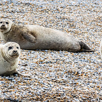 Buy canvas prints of Seals at Blakeney Point by Keith Douglas