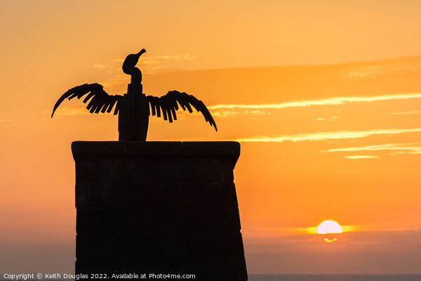 Morecambe Cormorant at Sunset Picture Board by Keith Douglas