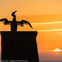 Buy canvas prints of Morecambe Cormorant at Sunset by Keith Douglas