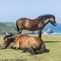 Buy canvas prints of Two horses at Willapark, Cornwall by Keith Douglas