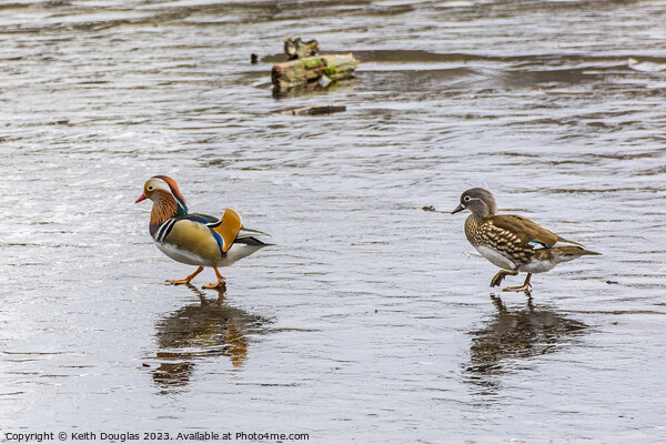 Mandarin Ducks on Ice Picture Board by Keith Douglas