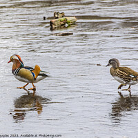 Buy canvas prints of Mandarin Ducks on Ice by Keith Douglas