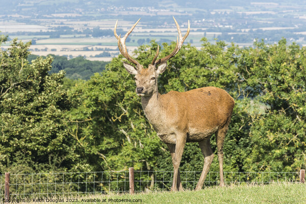 Stag at Broadway Tower Picture Board by Keith Douglas