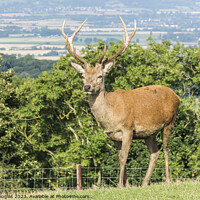 Buy canvas prints of Stag at Broadway Tower by Keith Douglas