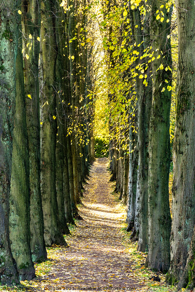 Sunlit avenue of trees Picture Board by Keith Douglas