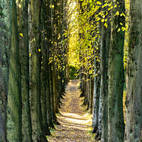 Buy canvas prints of Sunlit avenue of trees by Keith Douglas