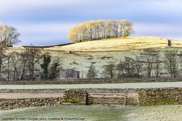 Sunlit trees in Wensleydale Picture Board by Keith Douglas