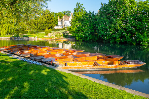 Punts moored in Cambridge Picture Board by Keith Douglas