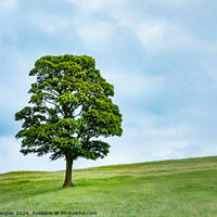 Buy canvas prints of Single Tree in Spring (Left) by Keith Douglas