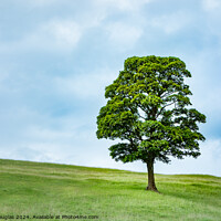 Buy canvas prints of Single Tree in Spring (Right) by Keith Douglas
