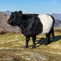 Buy canvas prints of Belted Galloway cow in the Lake District by Keith Douglas