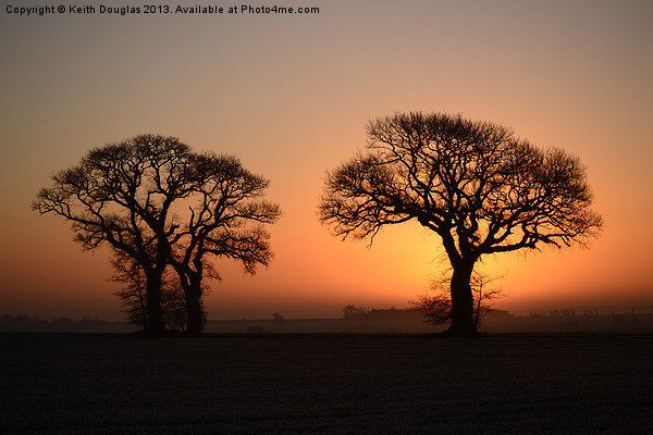 Trees at sunrise Picture Board by Keith Douglas