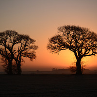 Buy canvas prints of Trees at sunrise by Keith Douglas