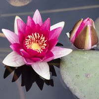 Buy canvas prints of Pink Water Lily by Keith Douglas