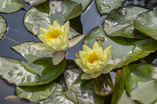 Yellow Water Lilies Picture Board by Keith Douglas