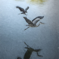 Buy canvas prints of  The Heron and the Crow by Keith Douglas
