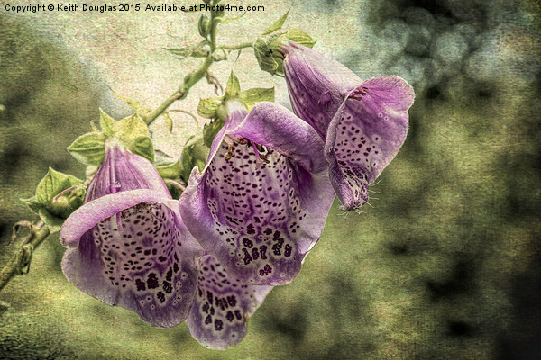  Foxgloves Picture Board by Keith Douglas