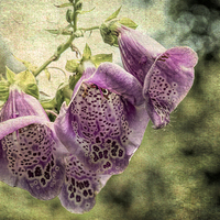 Buy canvas prints of  Foxgloves by Keith Douglas