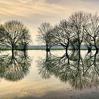 Buy canvas prints of Tree Reflections by Keith Douglas