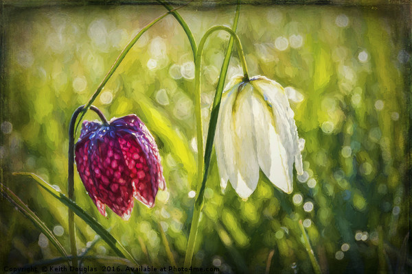 Delicate Spring Flowers on the Meadow Picture Board by Keith Douglas