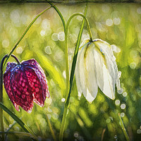 Buy canvas prints of Delicate Spring Flowers on the Meadow by Keith Douglas