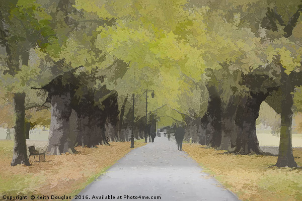 Tree lined avenue Picture Board by Keith Douglas